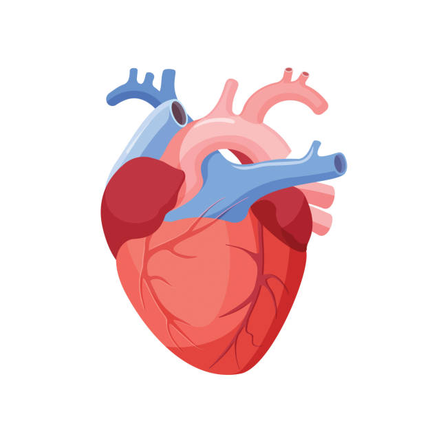 Nutriția în patologia cardio-vasculară