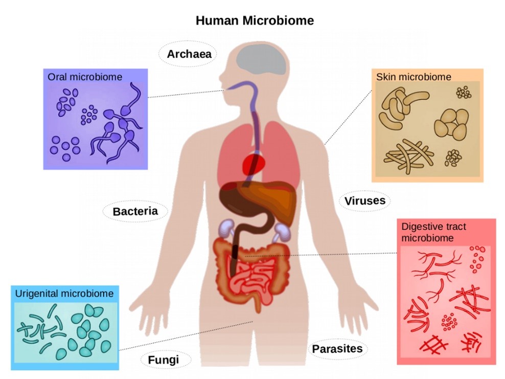 Microbiologie și parazitologie alimentară